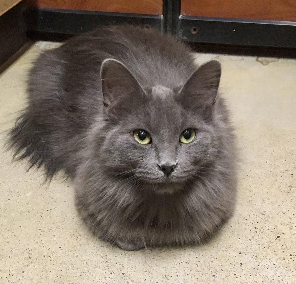 Peanut , a ADOPTABLE Domestic Medium Hair in Toronto, ON image 1/6