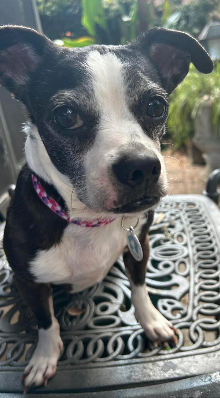 Enlarge Lilly, a Adoptable mixed breed in Osteen, FL image 1/3