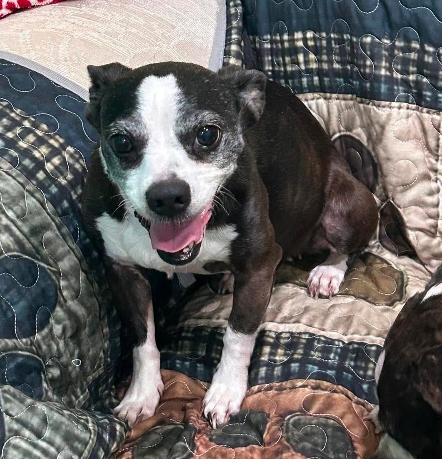 Enlarge Lilly, a Adoptable mixed breed in Osteen, FL image 1/3