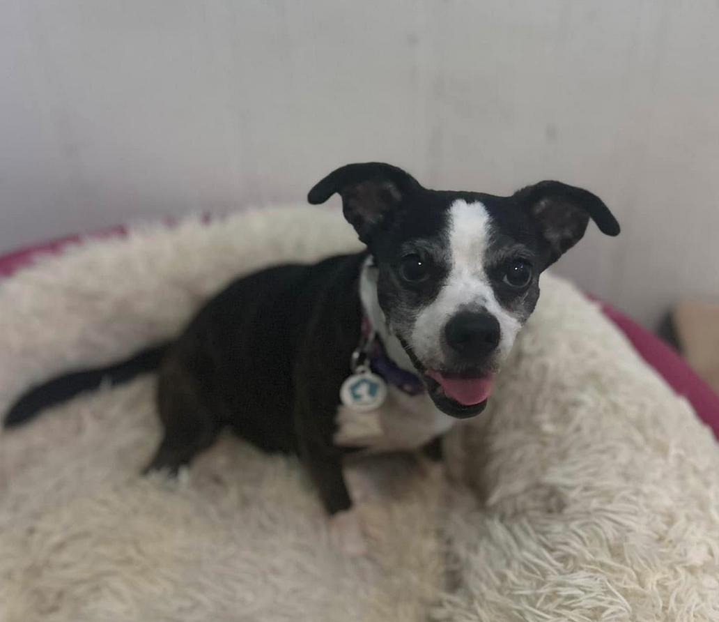 Enlarge Lilly, a Adoptable mixed breed in Osteen, FL image 2/3