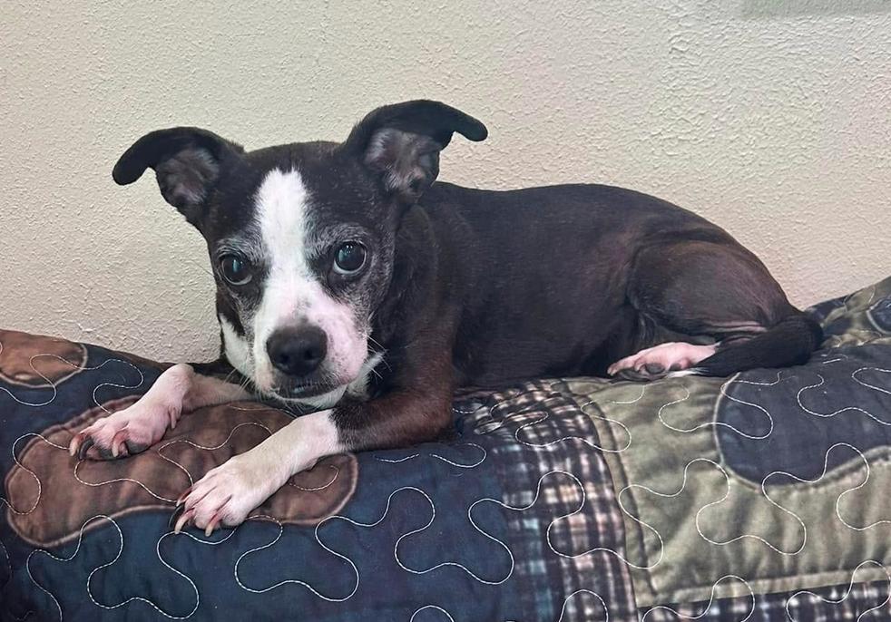 Enlarge Lilly, a Adoptable mixed breed in Osteen, FL image 3/3