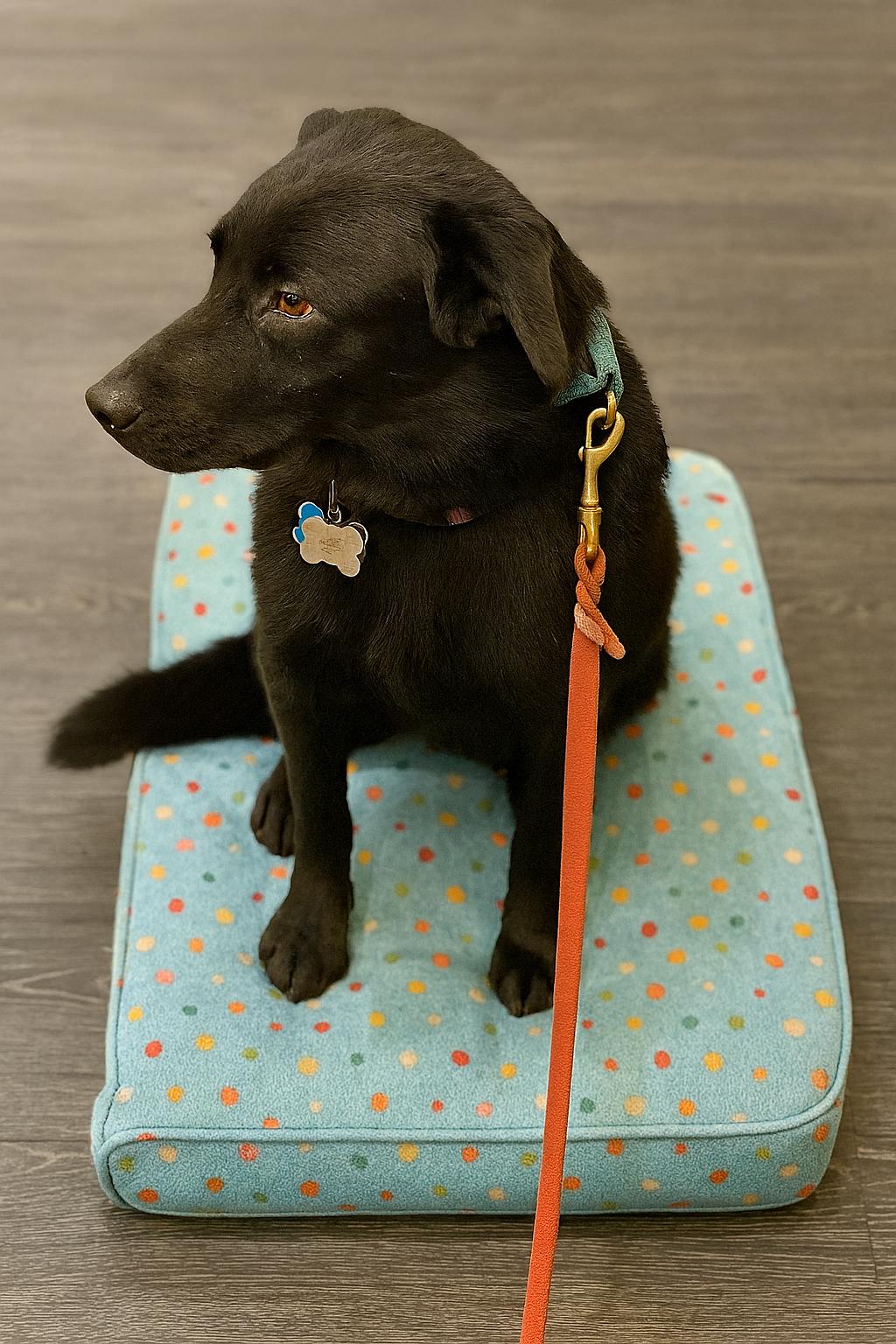 Temu, a Adoptable mixed breed in St. Joseph, MN image 3/5