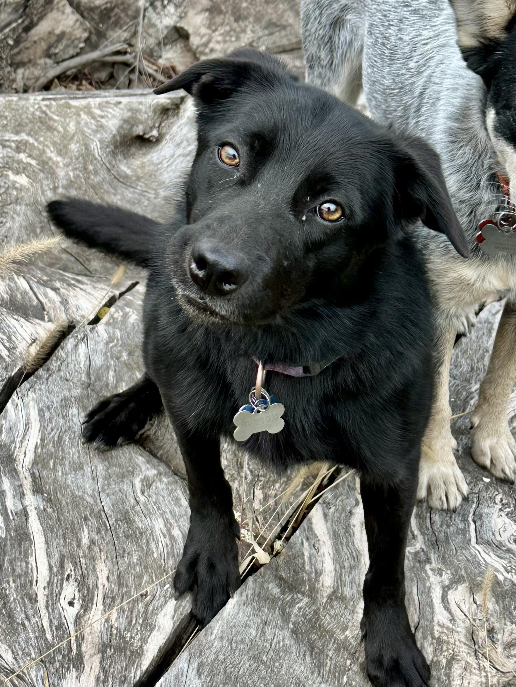 Temu, a Adoptable mixed breed in St. Joseph, MN image 1/5