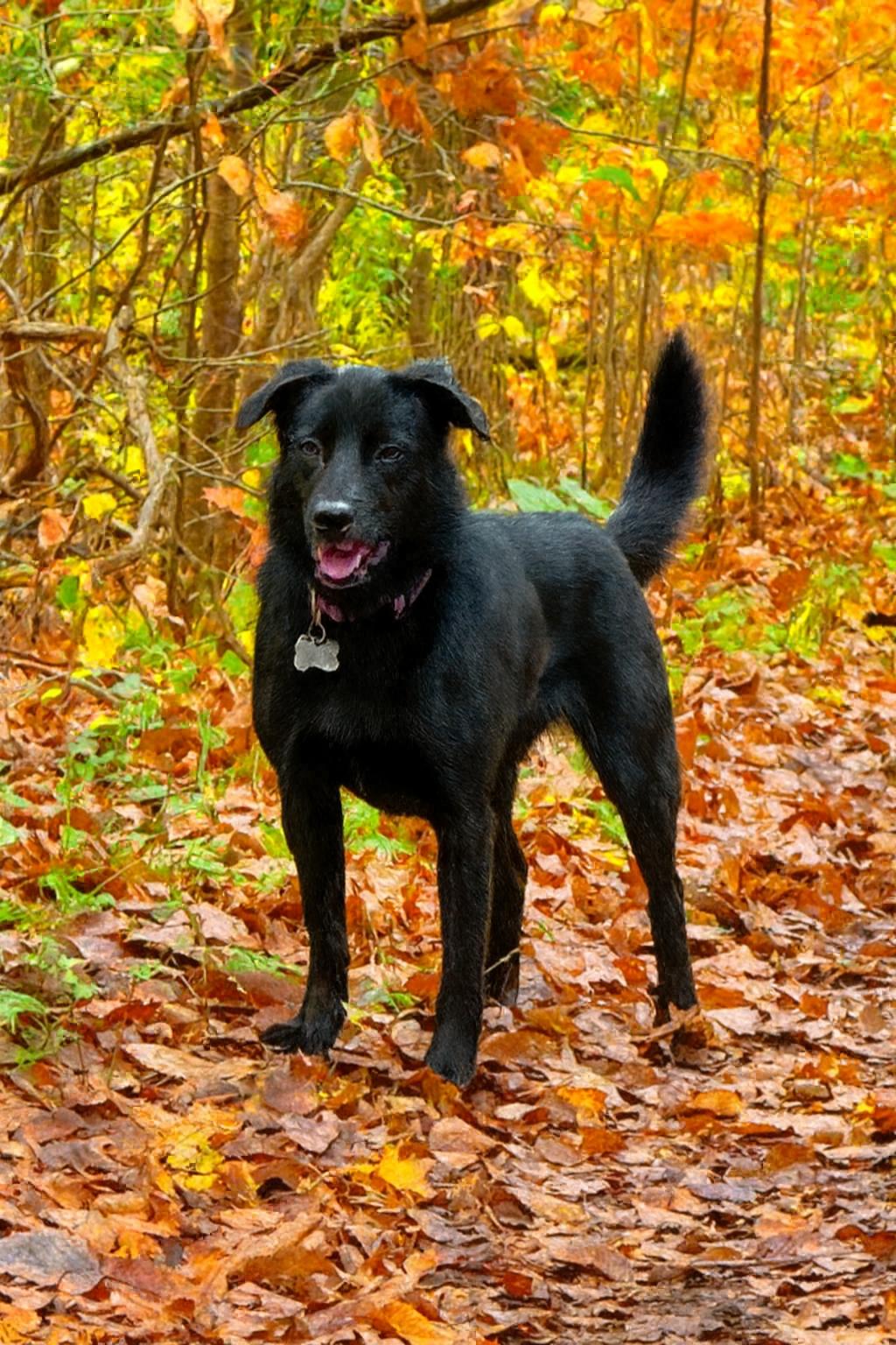 Temu, Adoptable, Young Female Black Labrador Retriever & Australian Shepherd.