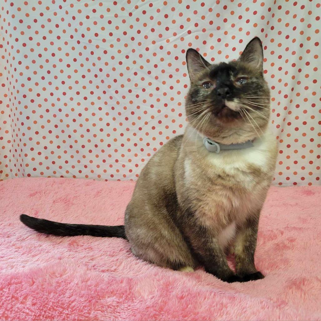 Tizzy, Adoptable, Adult Female Siamese.