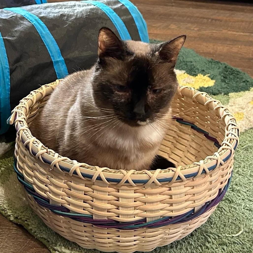 Tizzy, a Adoptable Siamese in Park Falls, WI image 2/5