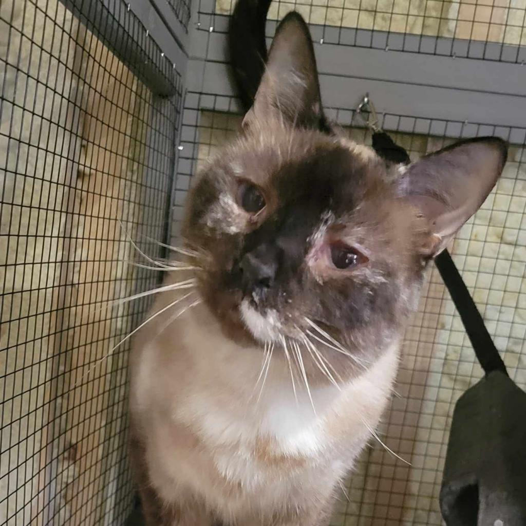 Tizzy, a Adoptable Siamese in Park Falls, WI image 3/5