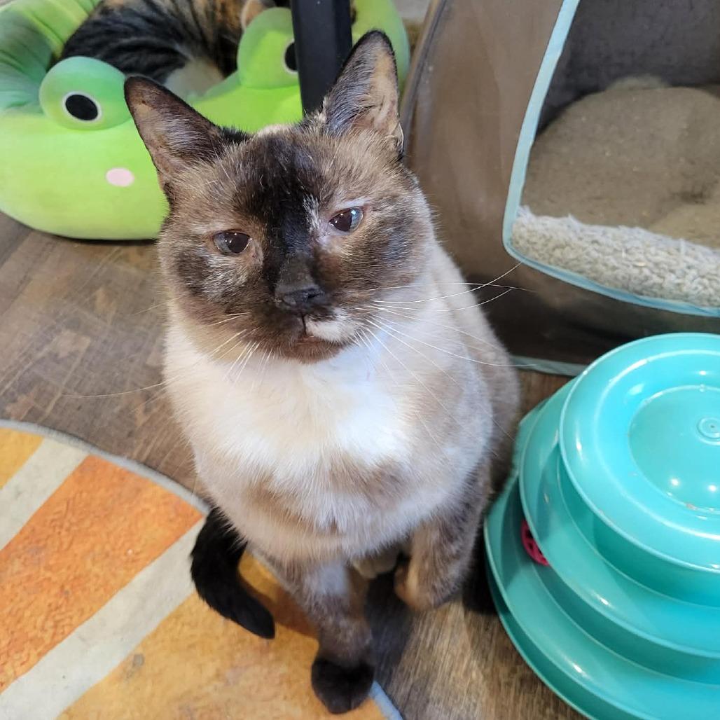 Enlarge Tizzy, a Adoptable Siamese in Park Falls, WI image 1/1