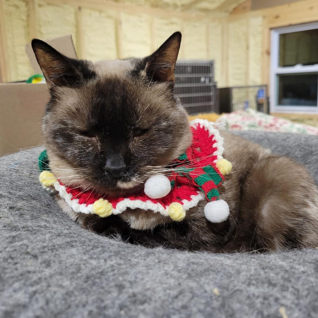 Tizzy, a Adoptable Siamese in Park Falls, WI image 5/5