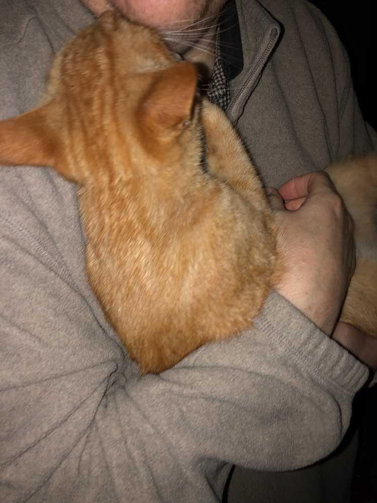 Clementine, Adopted, Adult Female Domestic Short Hair.