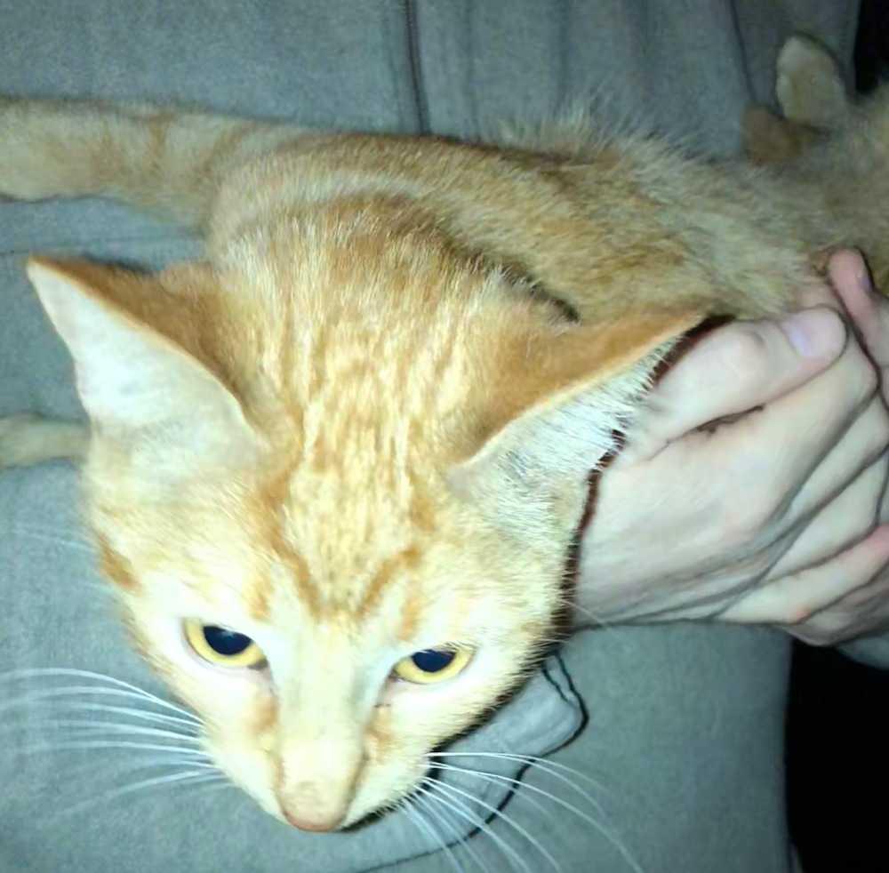 Enlarge Clementine, a Adopted Domestic Short Hair in Raleigh, NC image 2/3