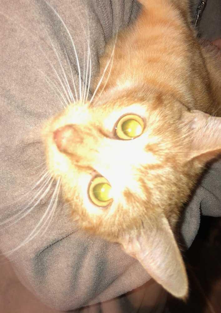 Enlarge Clementine, a Adopted Domestic Short Hair in Raleigh, NC image 3/3