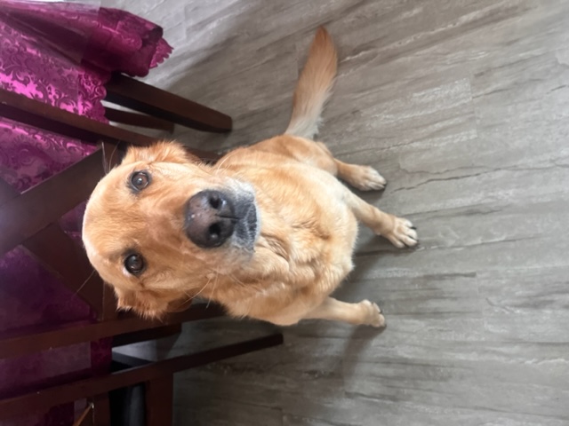 Zeus, Adopted, Adult Female Labrador Retriever.