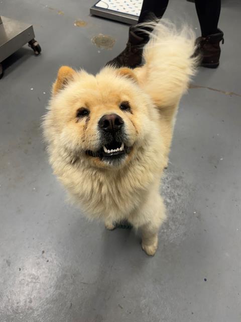BLIPPY, Adoptable, Young Female Chow Chow.