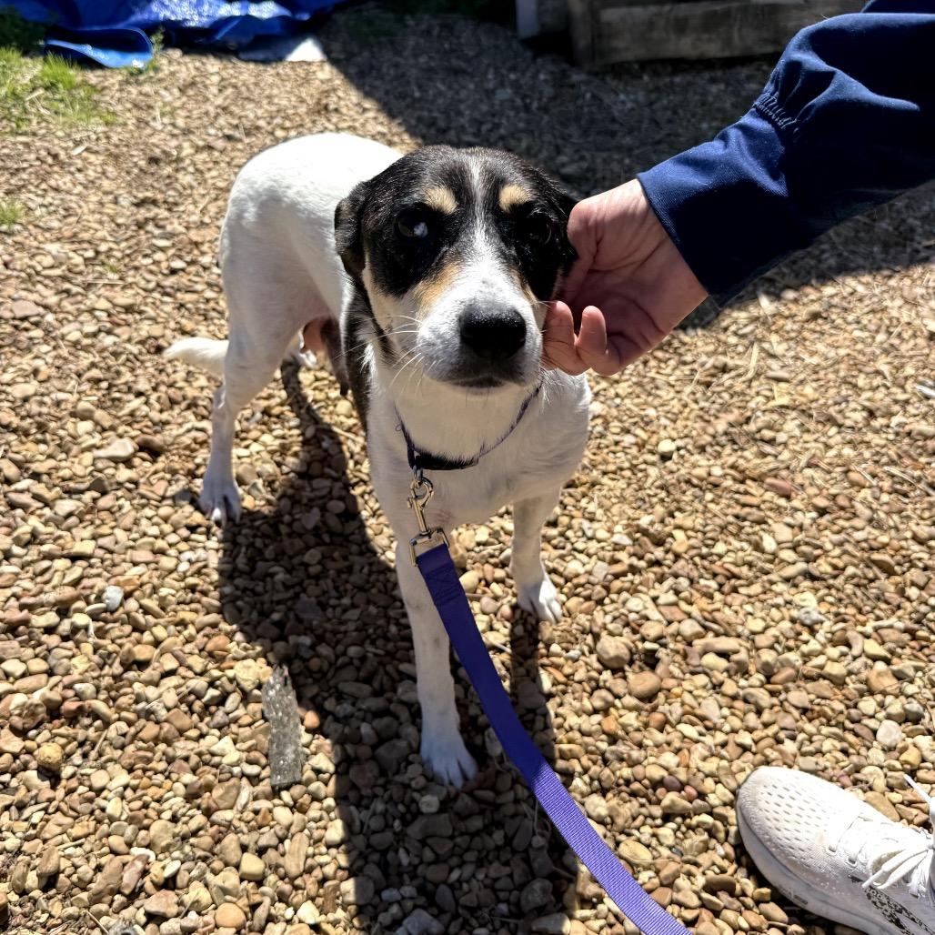 Pastrami (on rye), Adoptable, Adult Female Mixed Breed.