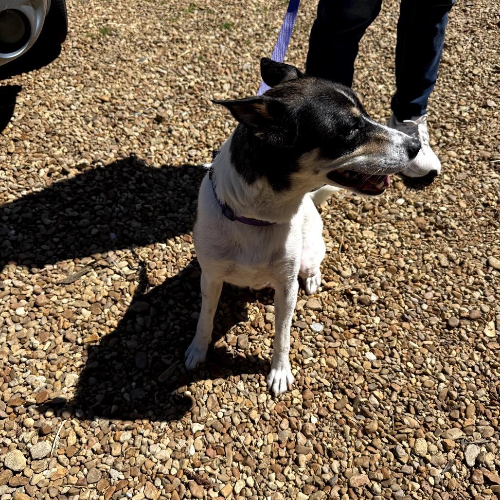 Pastrami (on rye), a Adoptable Mixed Breed in Jersey City, NJ image 2/3
