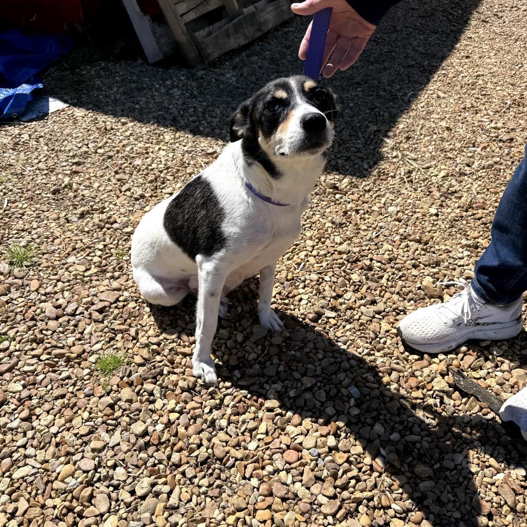Pastrami (on rye), a Adoptable Mixed Breed in Jersey City, NJ image 3/3