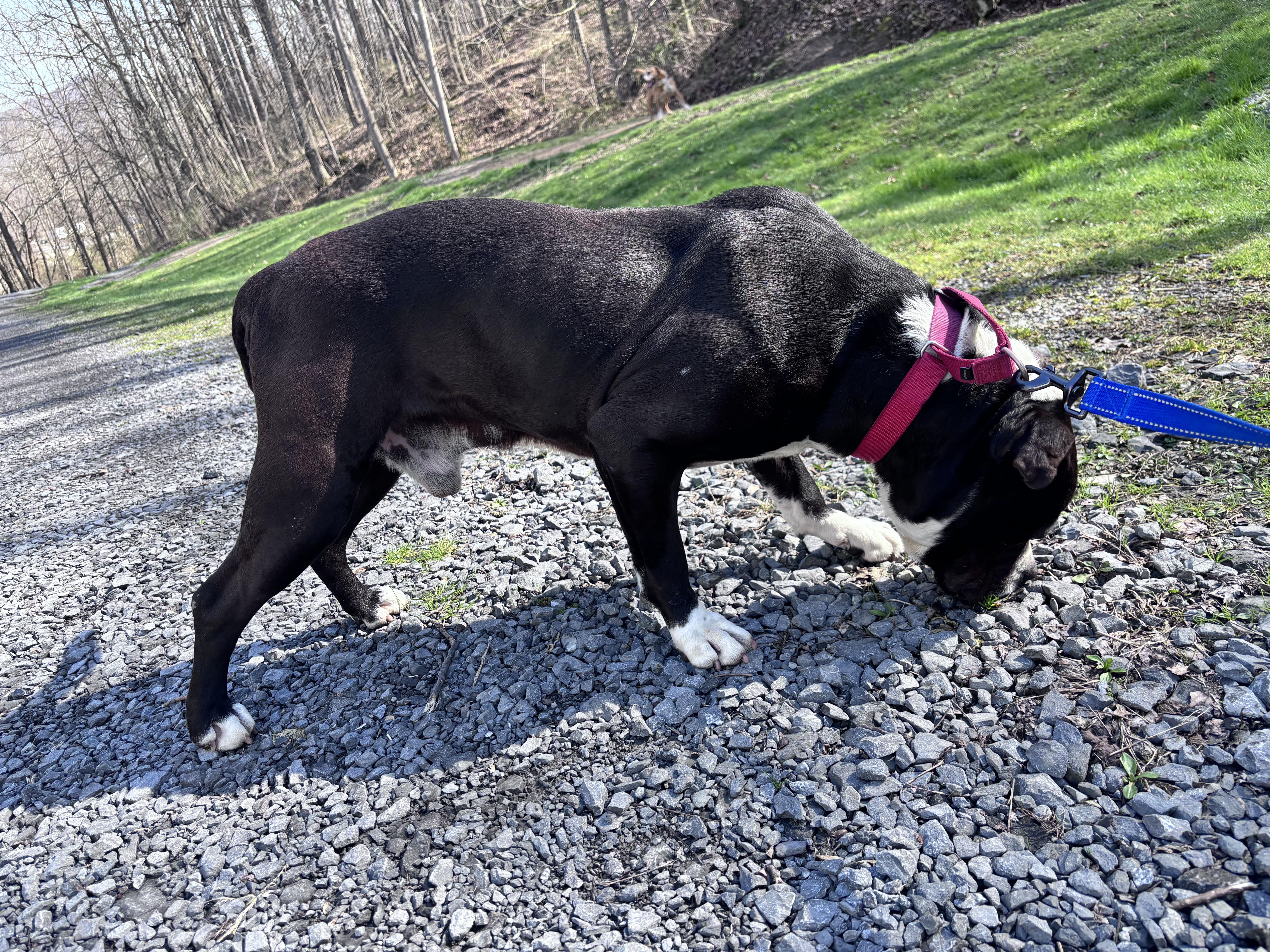 Enlarge Butch , a ADOPTABLE mixed breed in Grafton, WV image 5/5