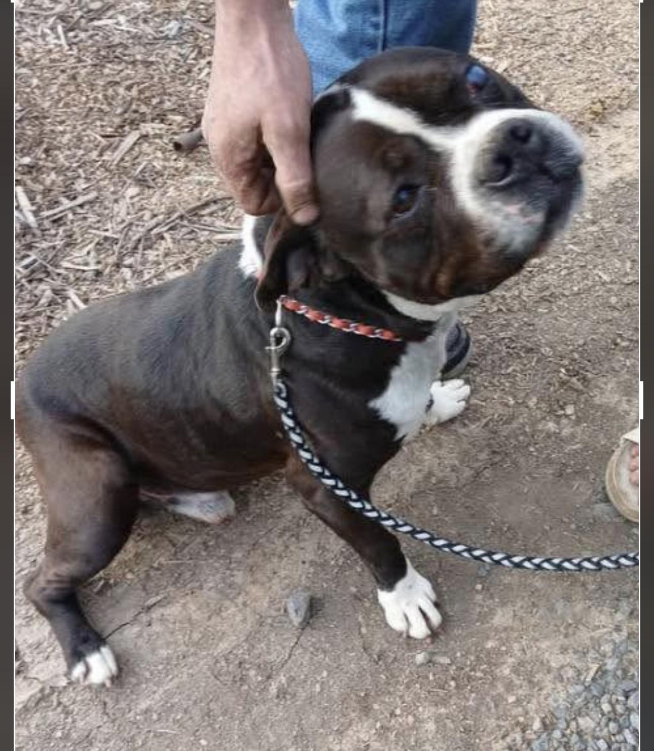 Butch , ADOPTABLE, Adult Male Boxer.