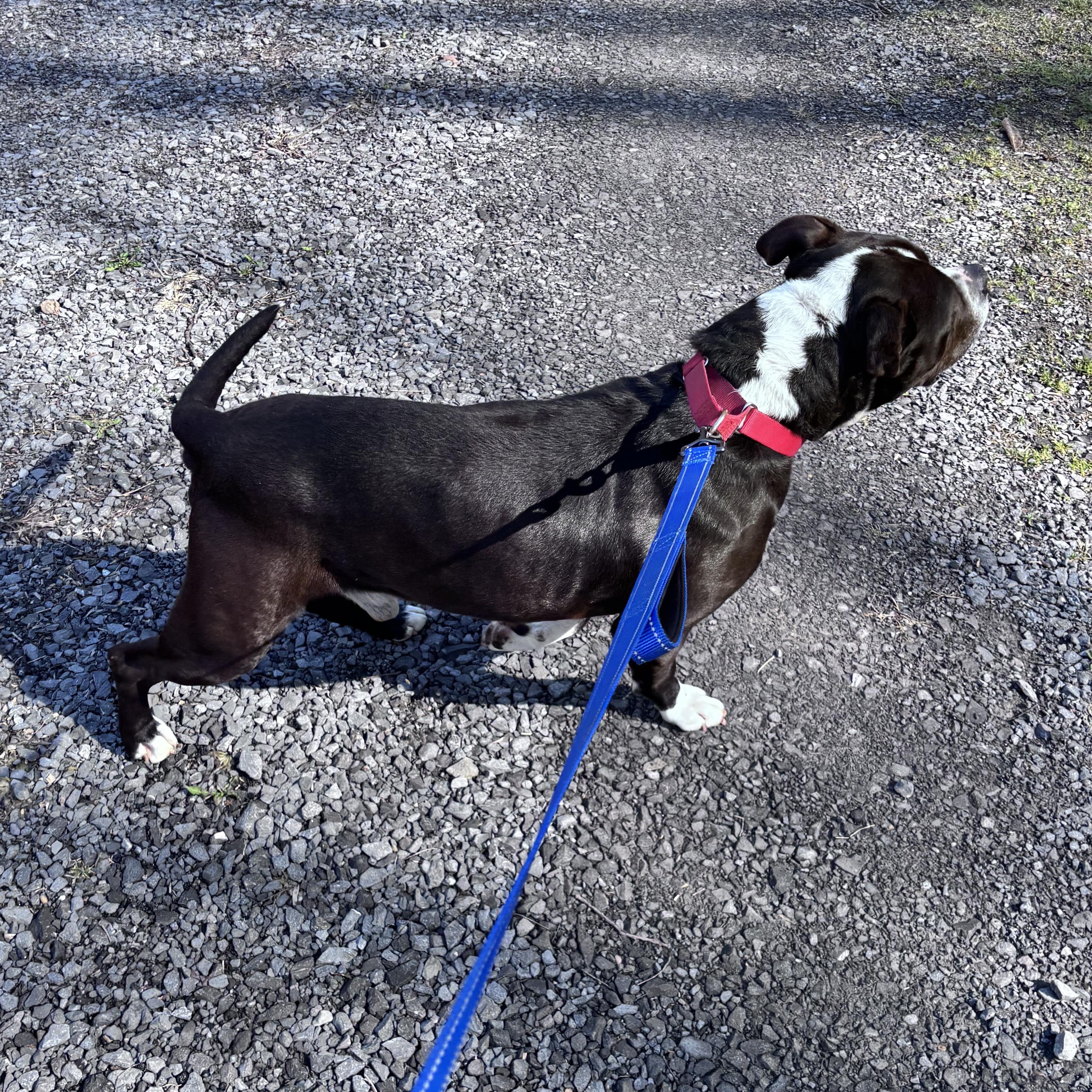 Enlarge Butch , a ADOPTABLE mixed breed in Grafton, WV image 4/5