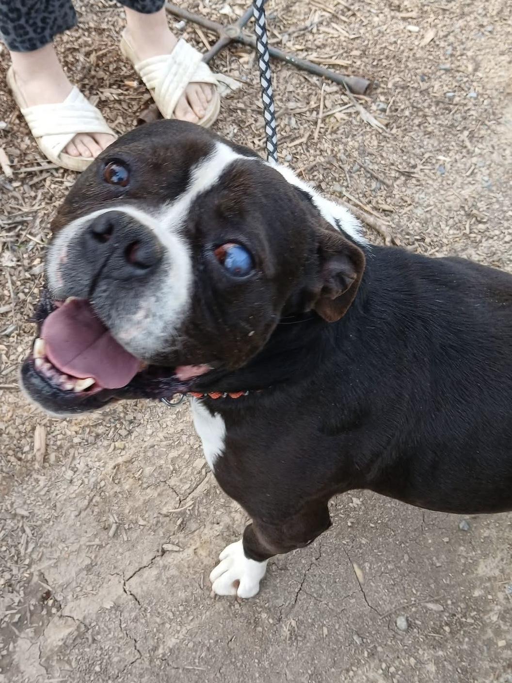 Butch , ADOPTABLE, Adult Male Boxer & Pit Bull Terrier.