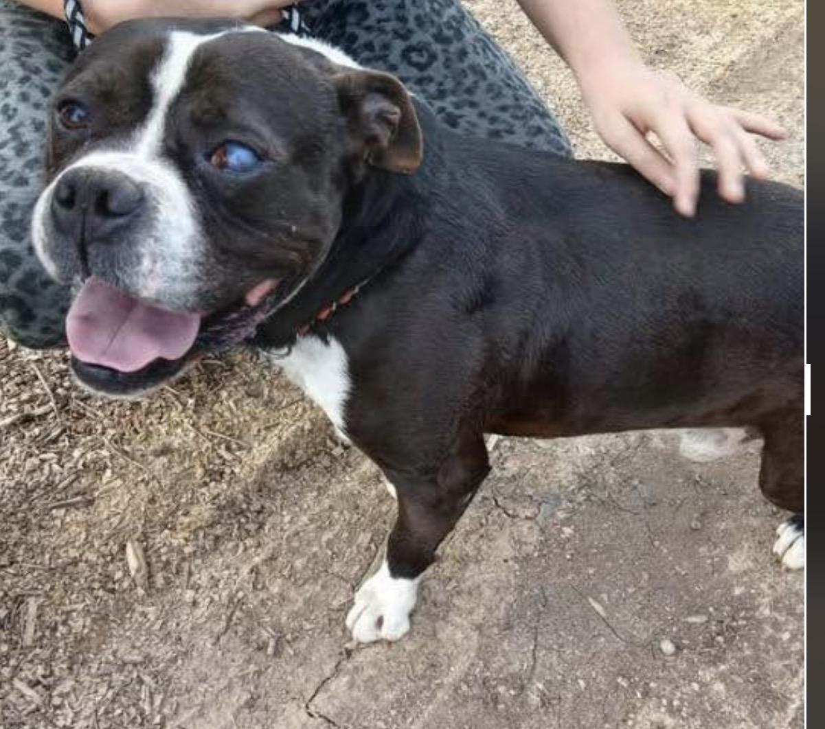 Enlarge Butch , a ADOPTABLE mixed breed in Grafton, WV image 1/5