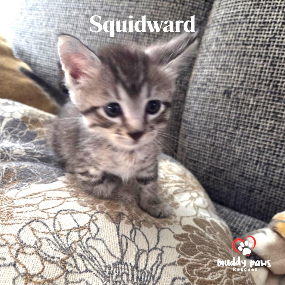 Spongebob Litter: Squidward - No Longer Accepting Applications photo