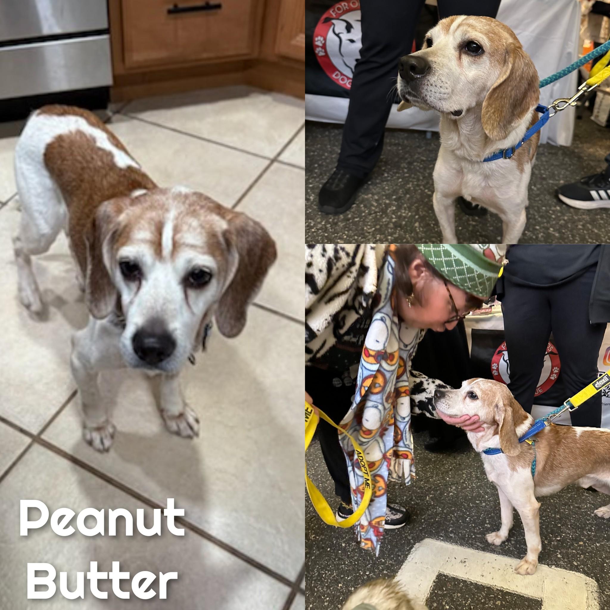 Enlarge Peanut Butter, a ADOPTABLE Beagle in Bayside, NY image 1/1