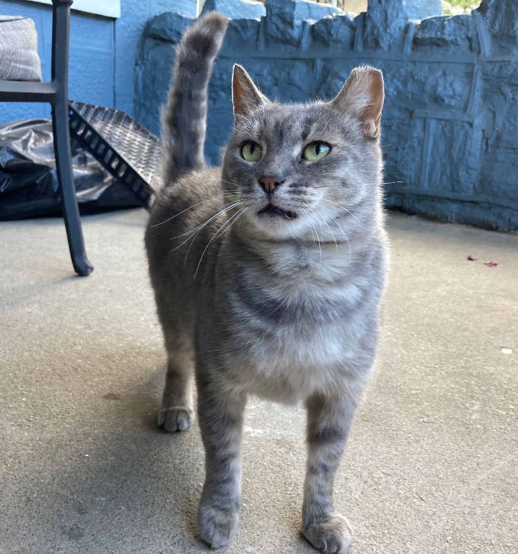 Nugget (courtesy post), a Adoptable Domestic Short Hair in Philadelphia, PA image 1/8