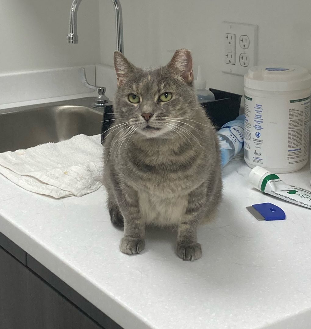 Nugget (courtesy post), a Adoptable Domestic Short Hair in Philadelphia, PA image 2/8