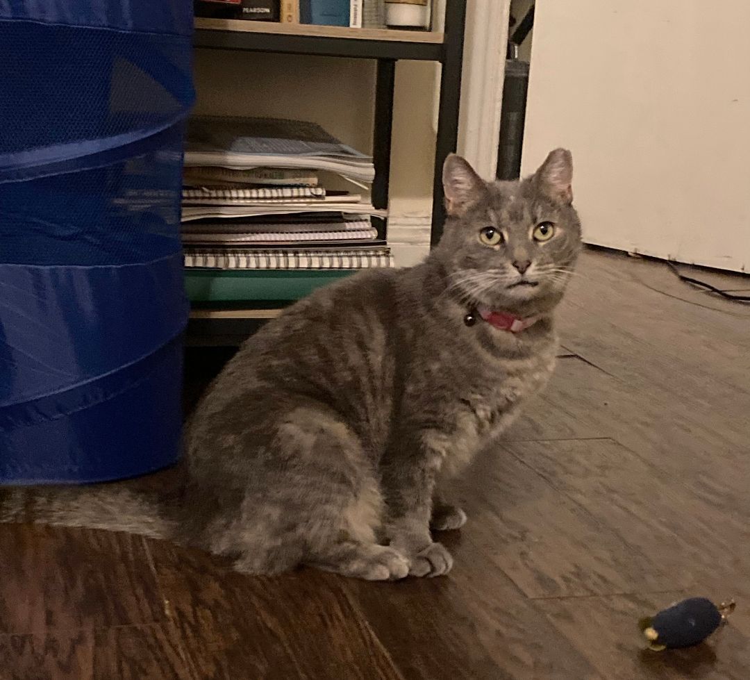 Nugget (courtesy post), a Adoptable Domestic Short Hair in Philadelphia, PA image 3/8