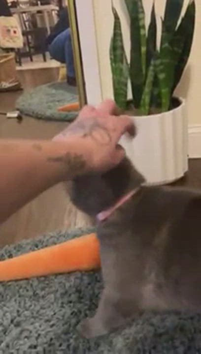 Enlarge Nugget (courtesy post), a Adoptable Domestic Short Hair in Philadelphia, PA video 7/8