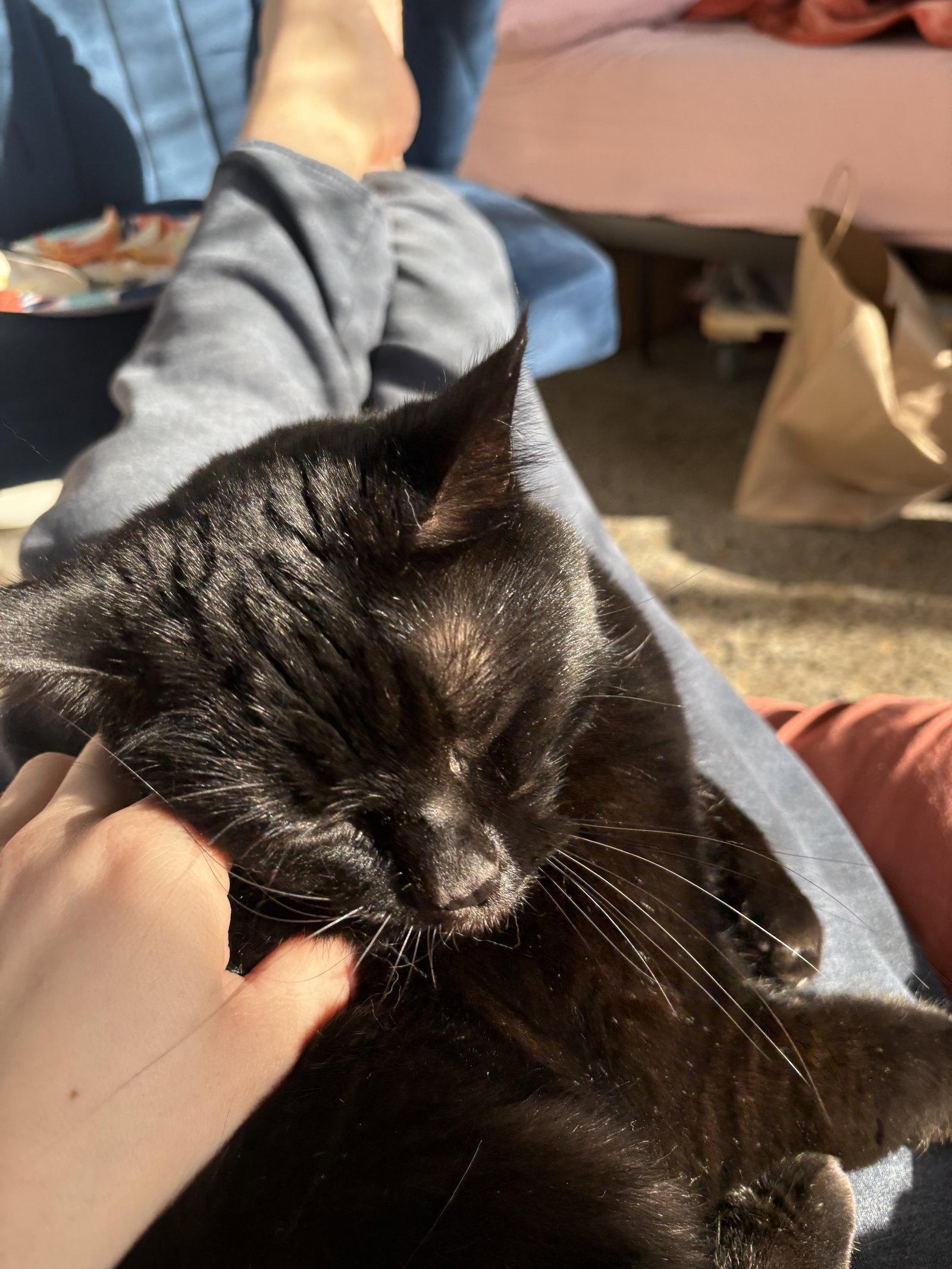 SALLY #1853 - Offered by Owner- Good with Kids, Adoptable, Adult Female Domestic Short Hair & Siamese.