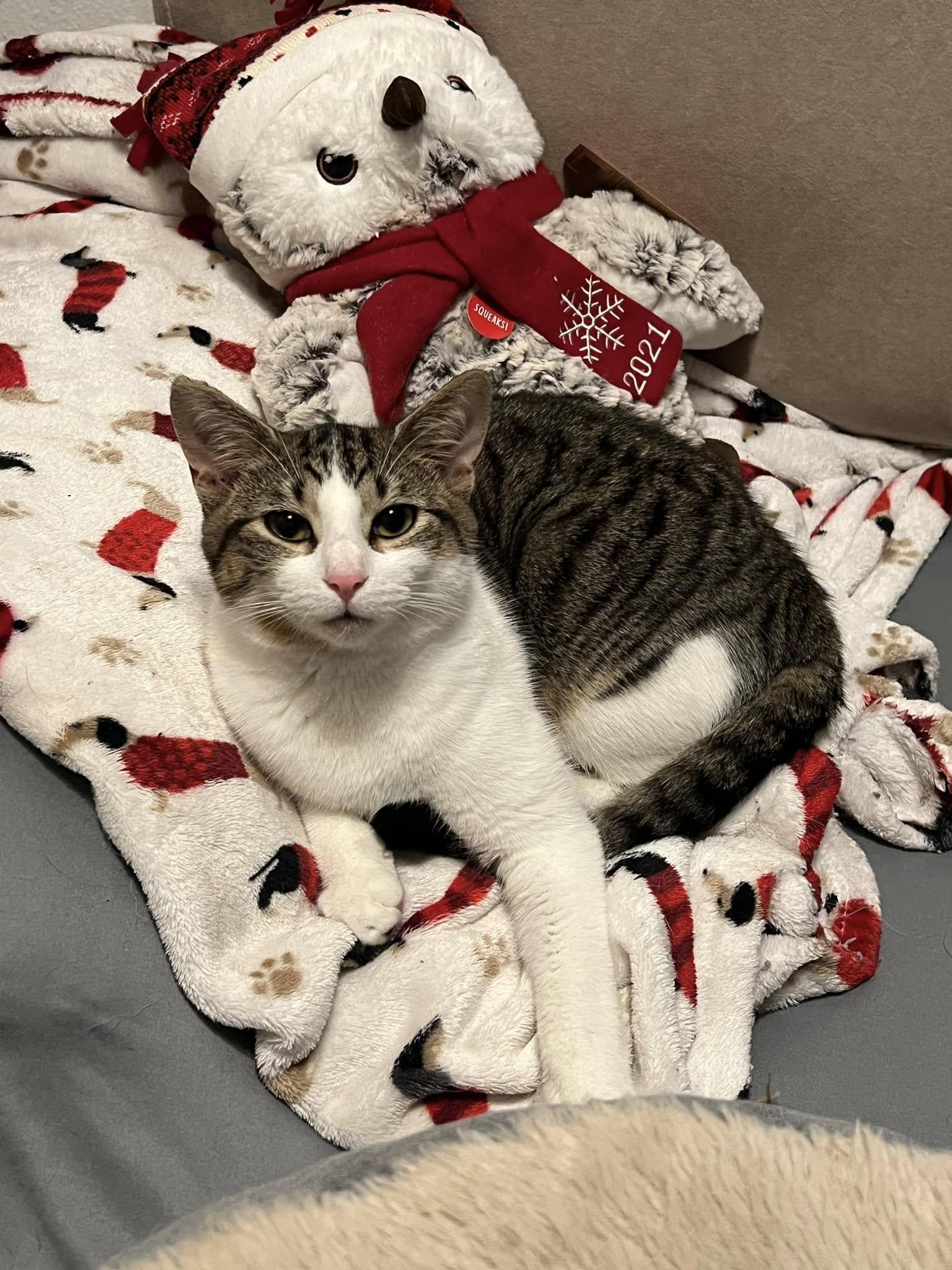 Bug, Adopted, Young Male Domestic Short Hair.