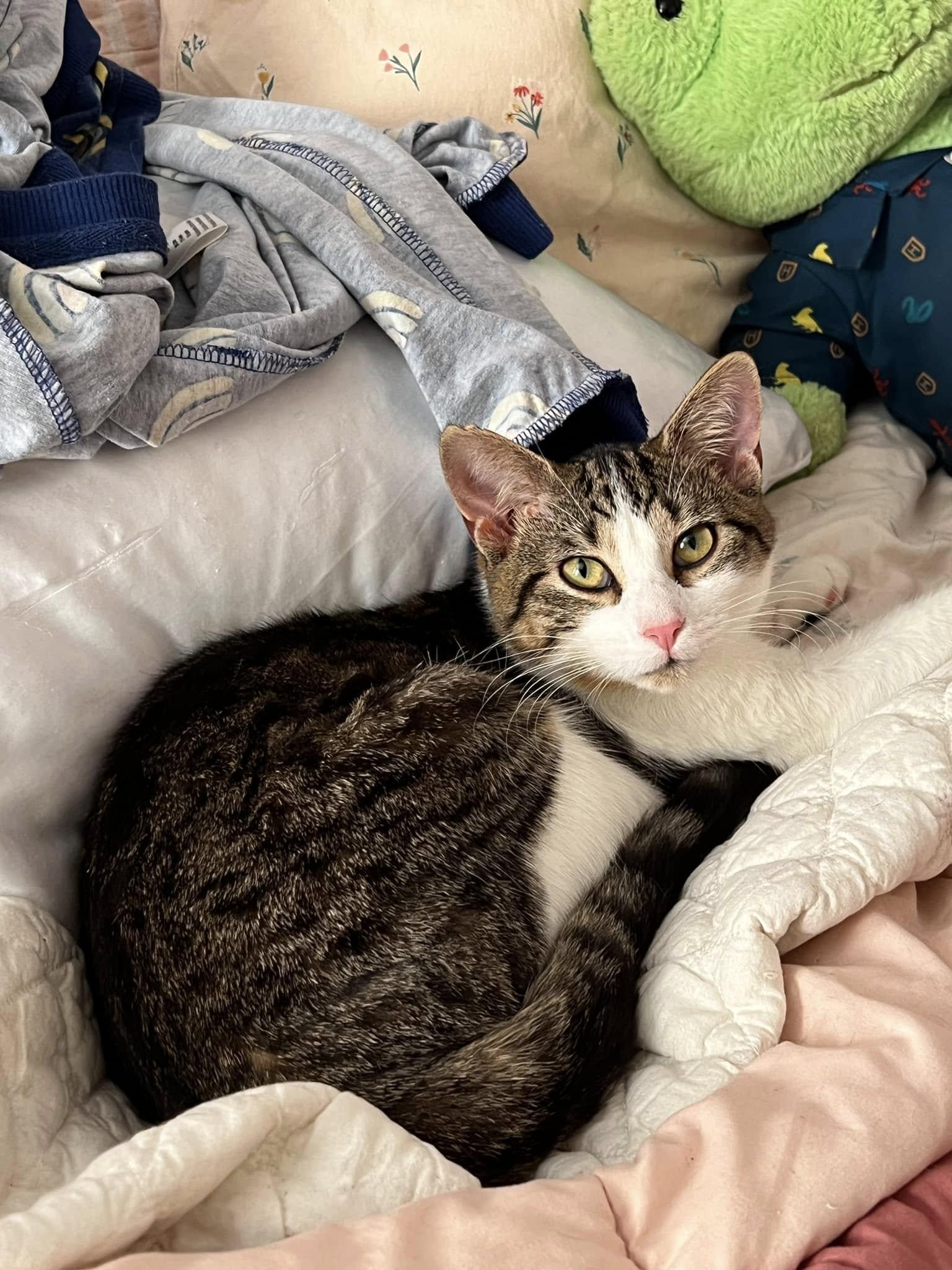 Bug, a Adopted Domestic Short Hair in Fort Worth, TX image 2/5