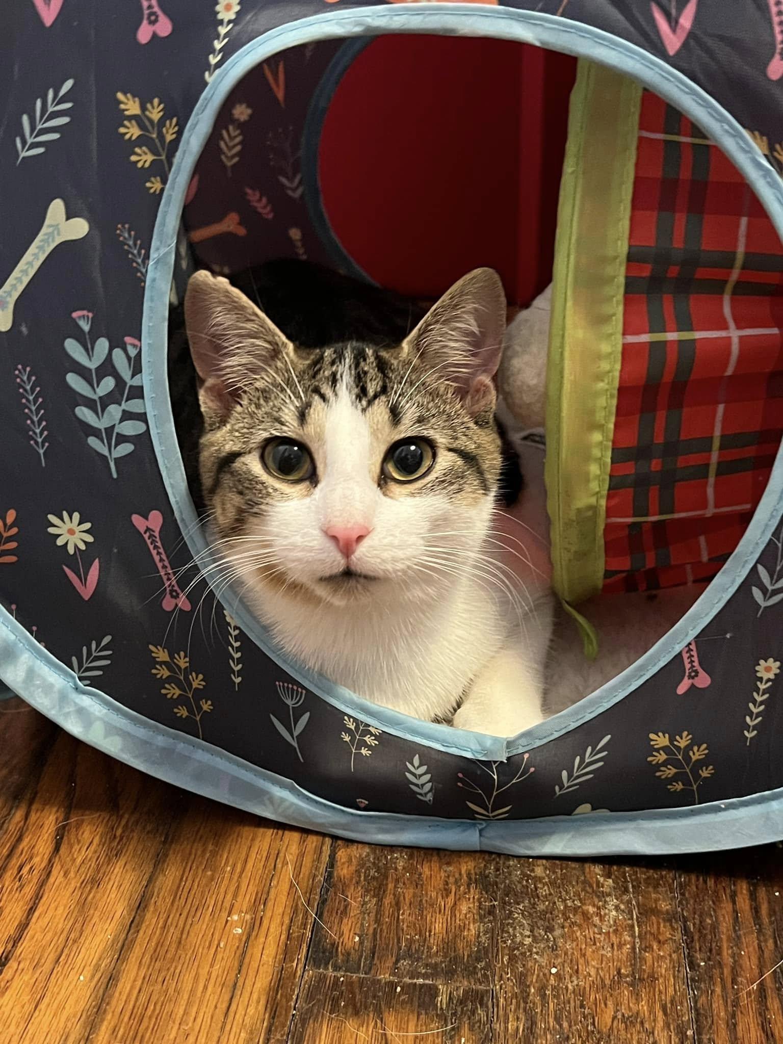 Bug, a Adopted Domestic Short Hair in Fort Worth, TX image 3/5