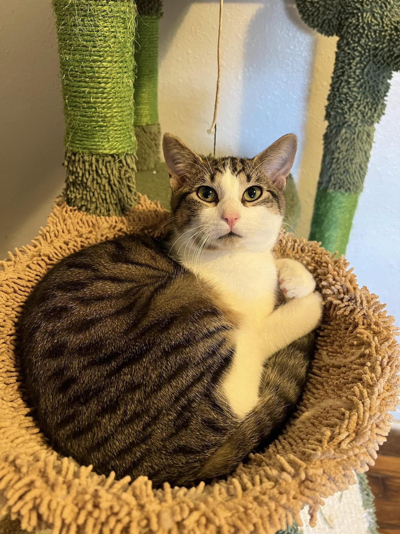 Bug, Adopted, Young Male Domestic Short Hair.