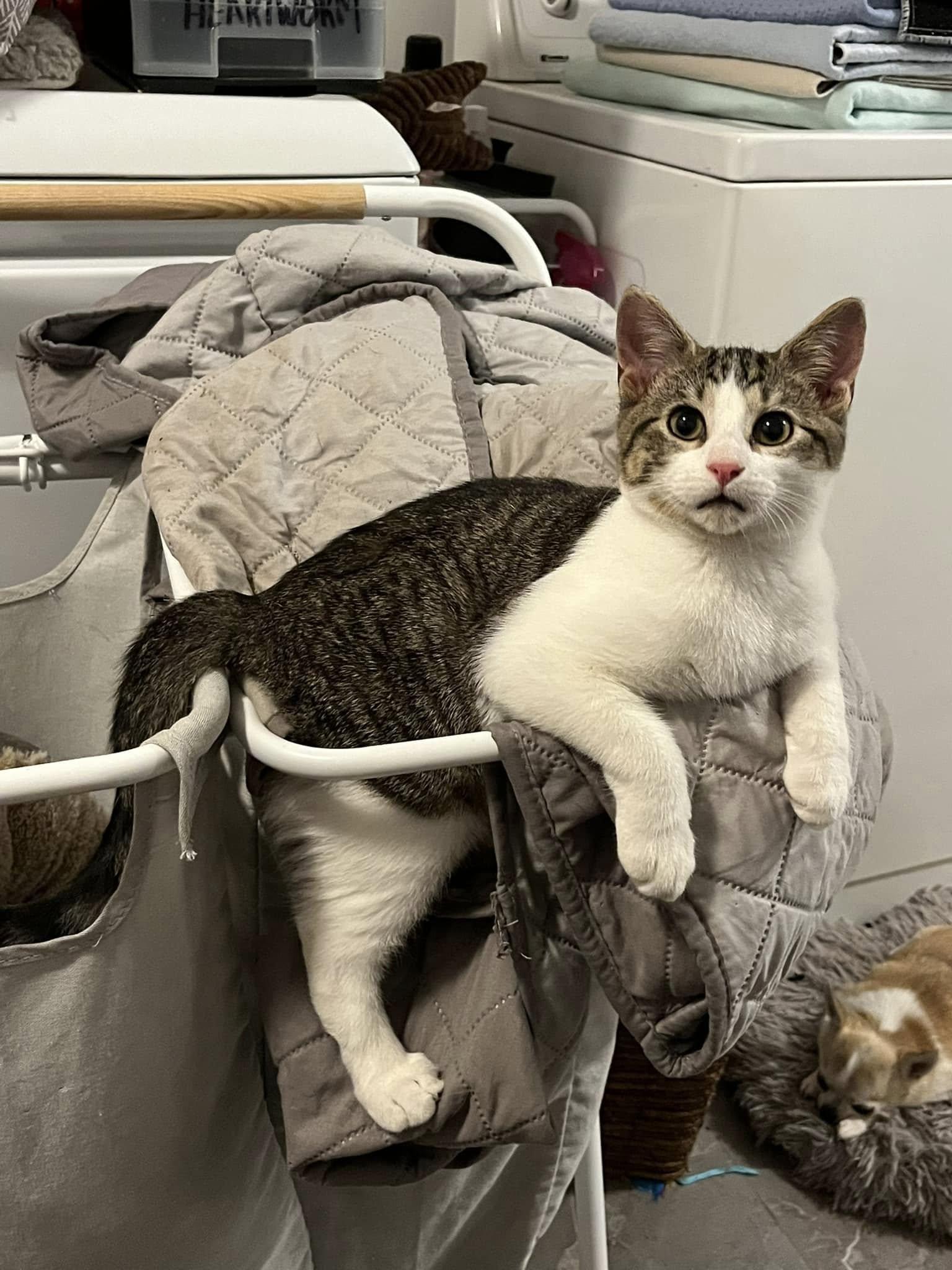 Bug, a Adopted Domestic Short Hair in Fort Worth, TX image 5/5