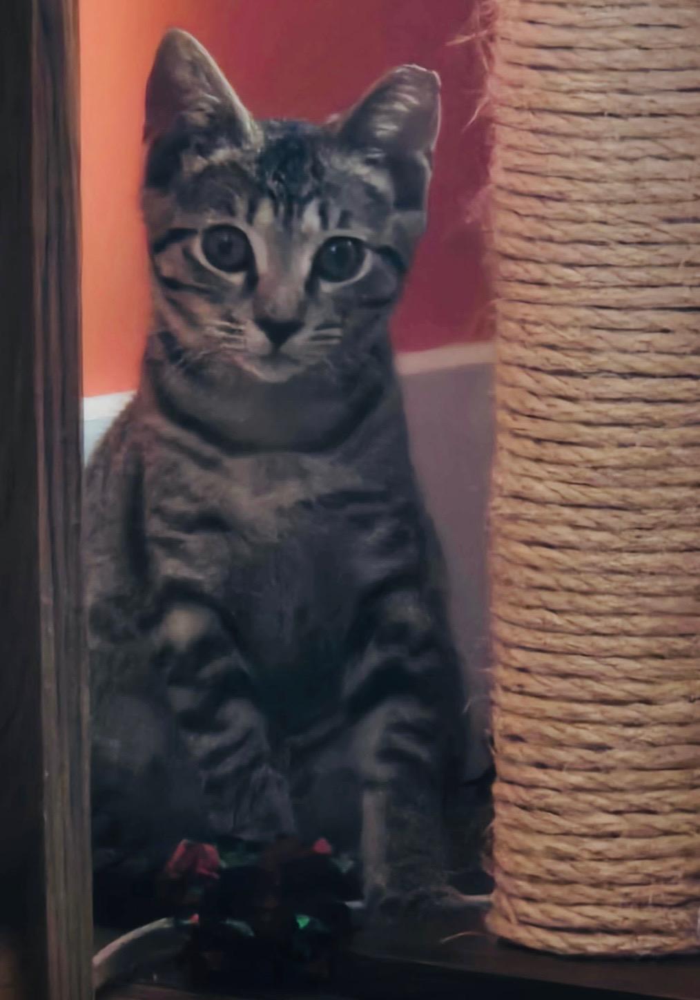 Sushi, a ADOPTABLE American Shorthair in Charlotte, NC image 1/2