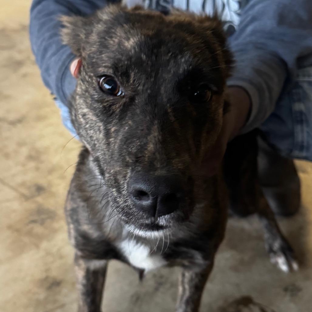 Enlarge Amelia Bedelia, a Adoptable mixed breed in Clarksdale, MS image 1/3