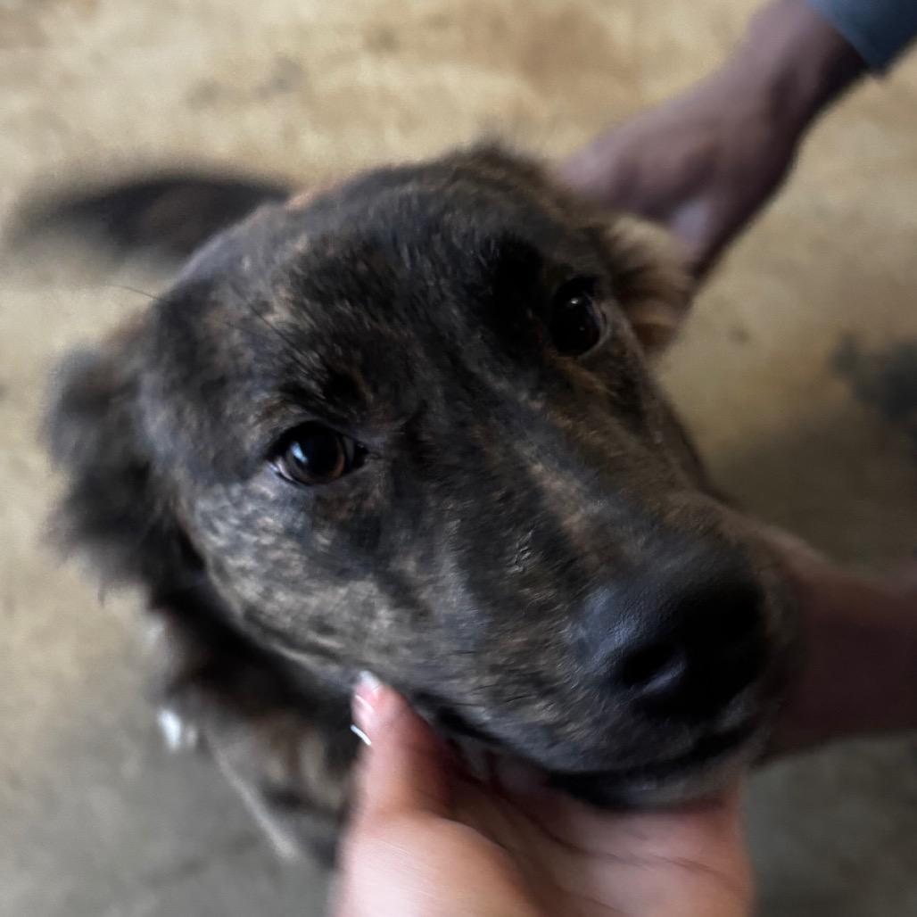 Enlarge Amelia Bedelia, a Adoptable mixed breed in Clarksdale, MS image 2/3