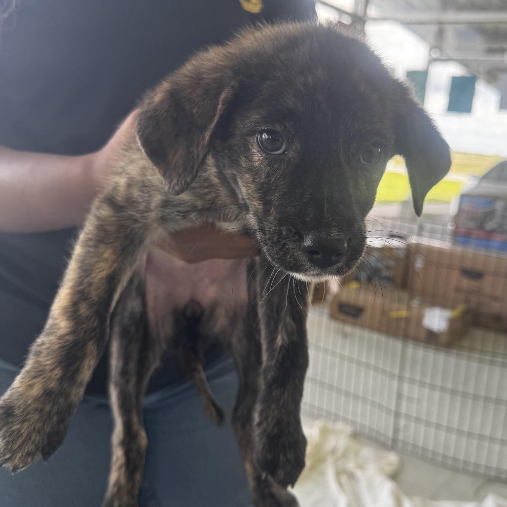 Enlarge Amelia Bedelia, a Adoptable mixed breed in Clarksdale, MS image 3/3