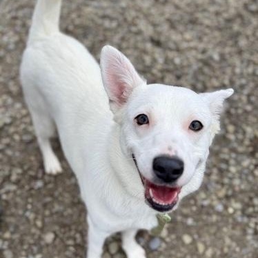 Snowlene, adopted, Young Female American Eskimo Dog.