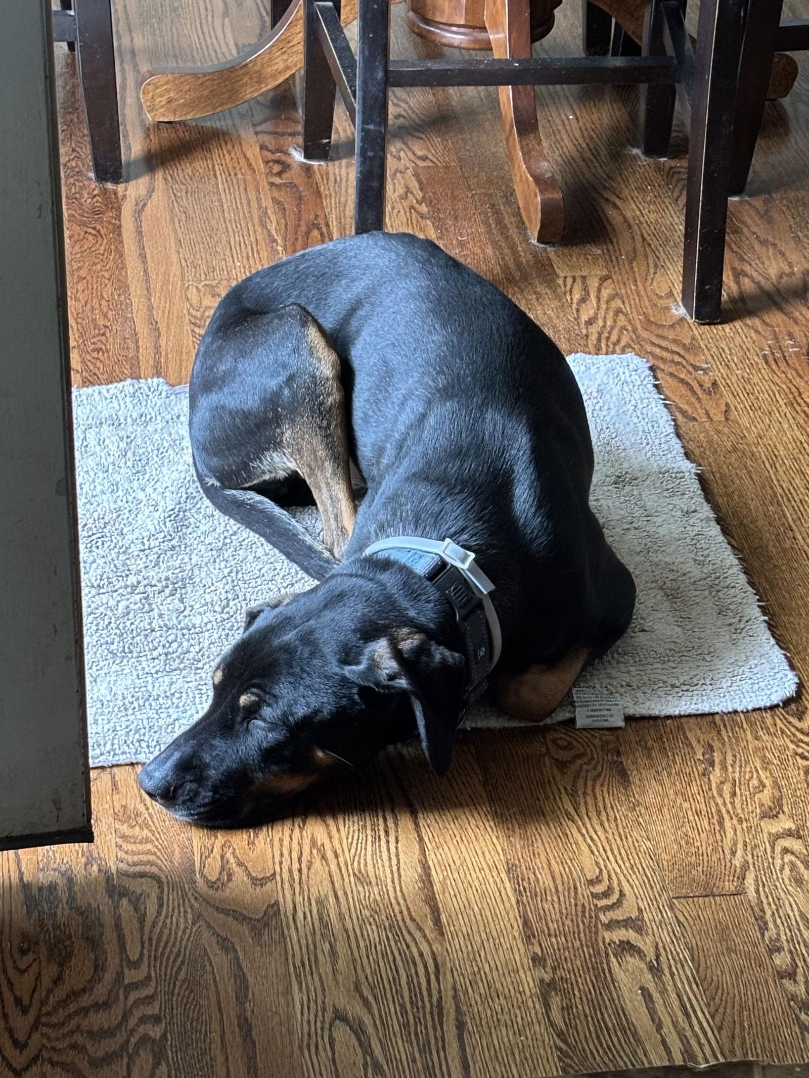 Pepper, a Adoptable Hound in Forest, VA image 2/3