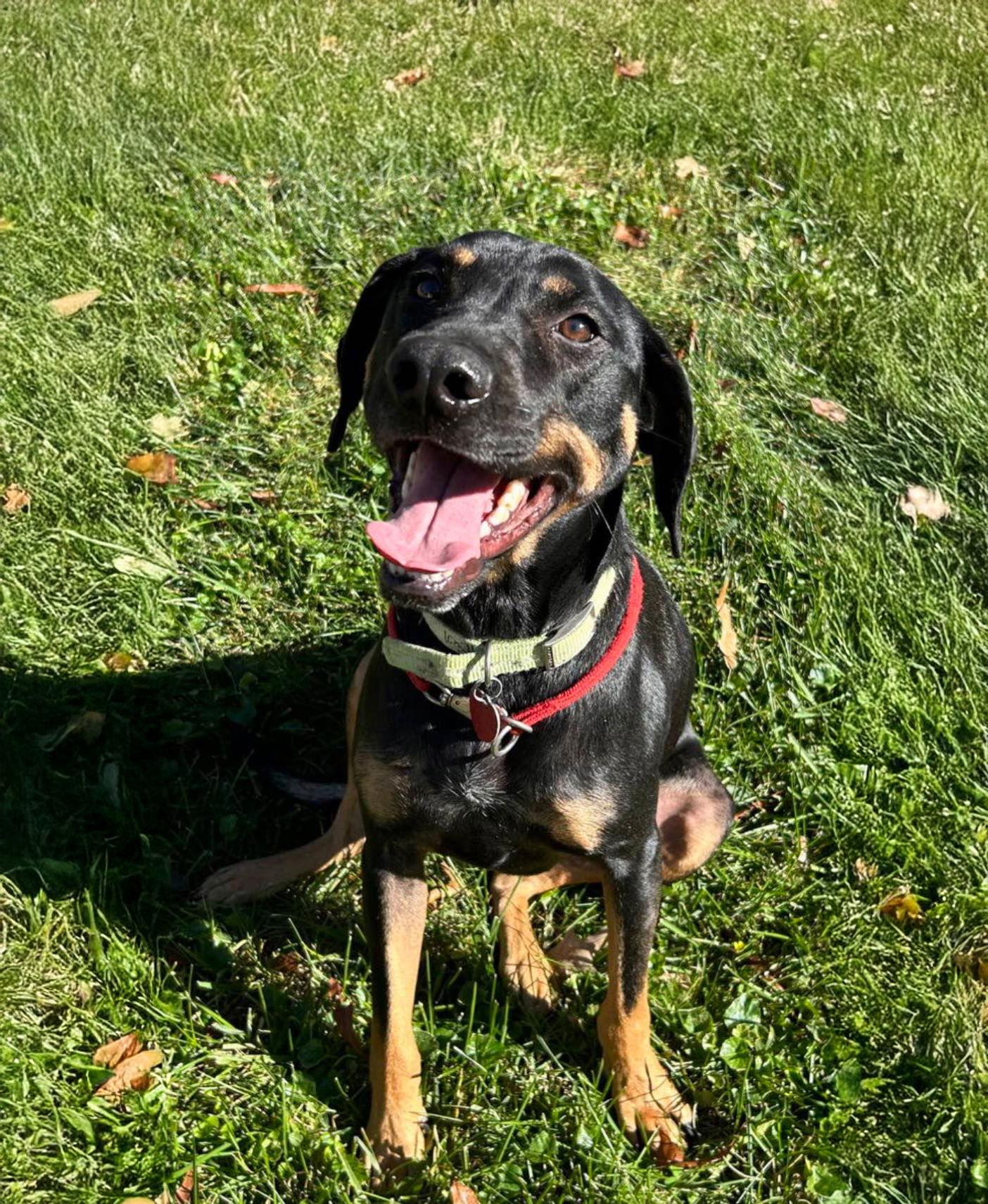Pepper, a Adoptable Hound in Forest, VA image 3/3