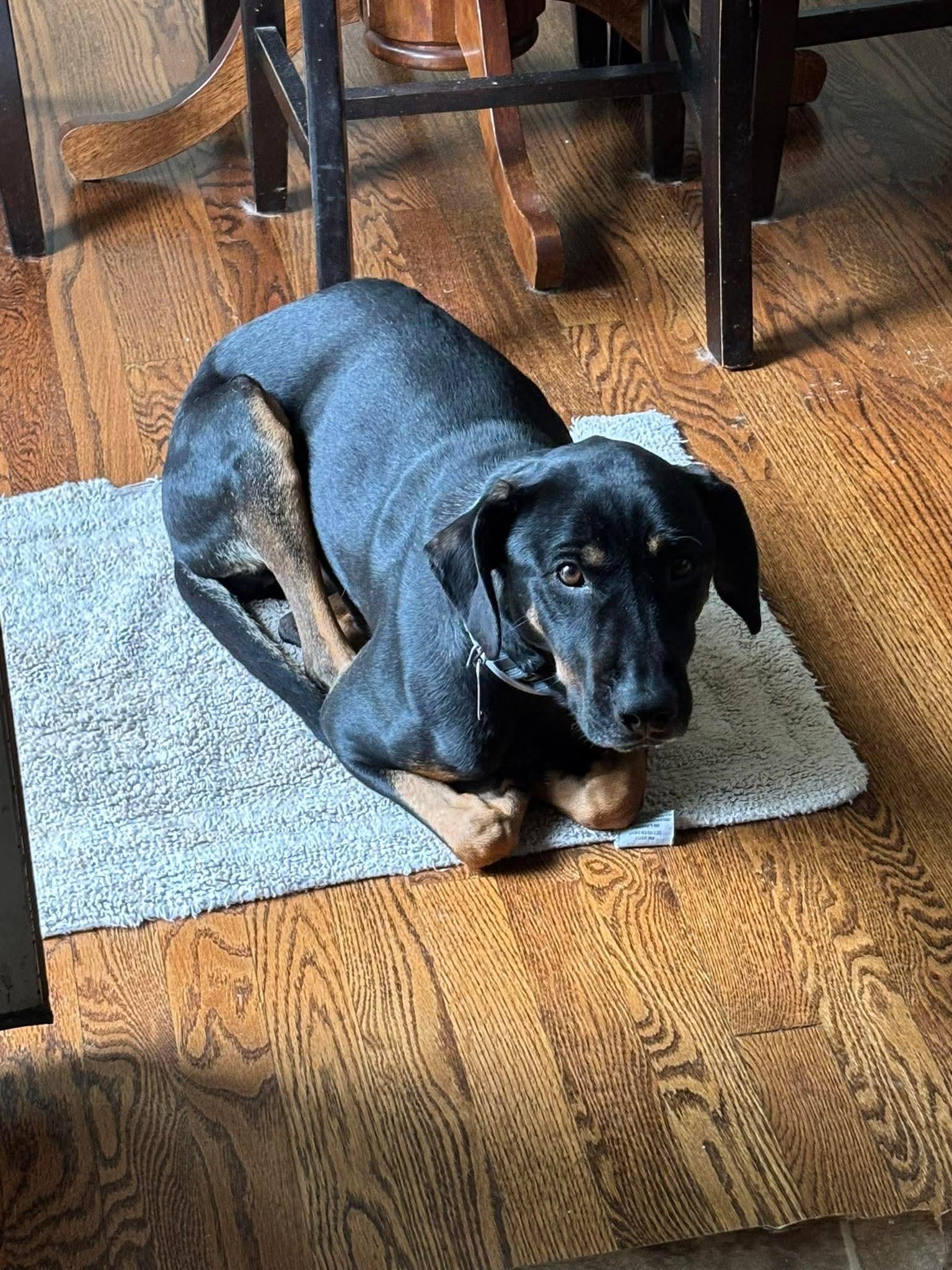 Enlarge Pepper, a Adoptable Hound in Forest, VA image 3/3