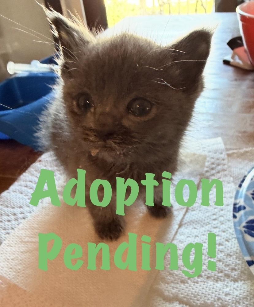 Enlarge Lemonade, a Adoptable mixed breed in Poplar Grove, IL image 1/3