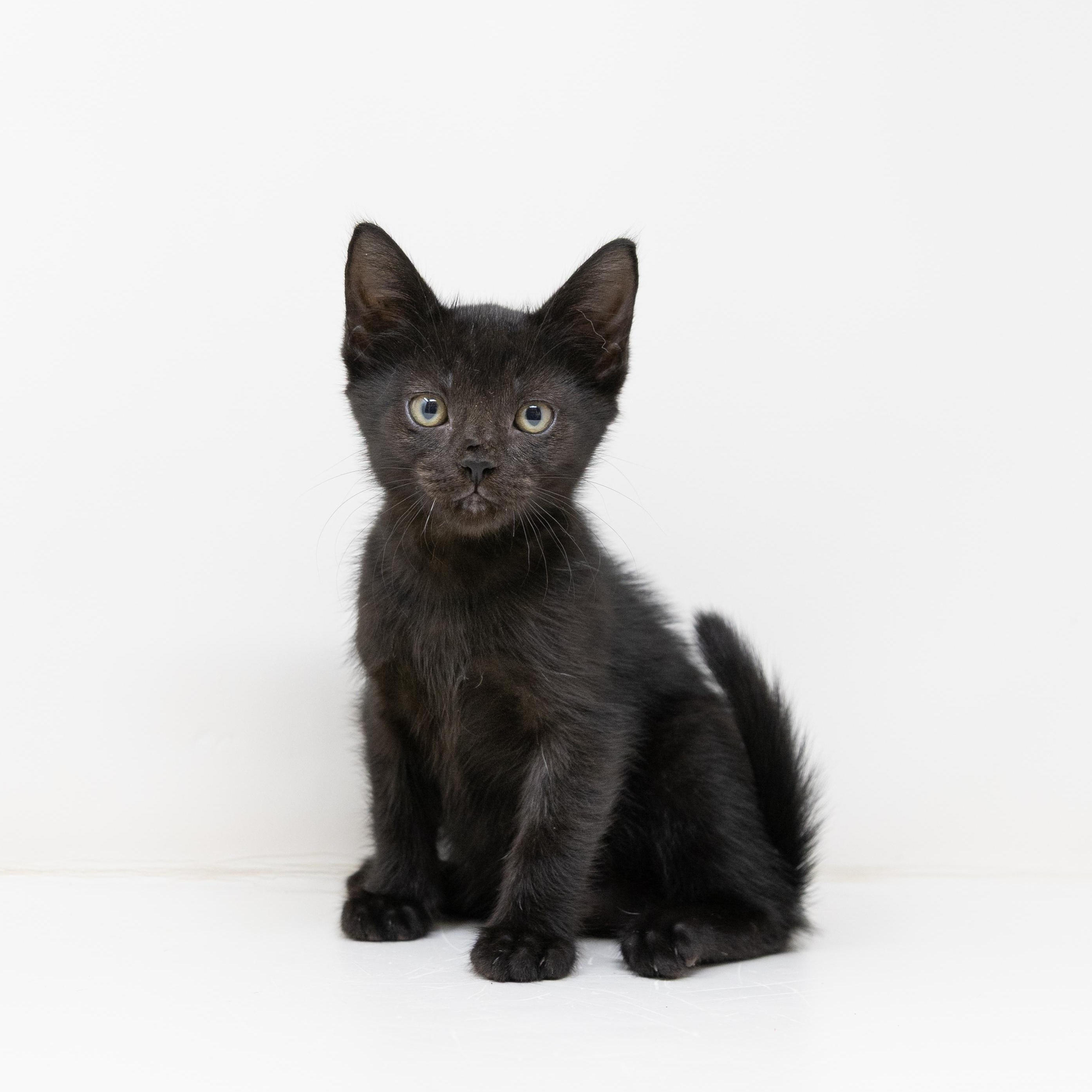 Enlarge Jupiter, a ADOPTABLE Domestic Short Hair in Dallas, TX image 2/5