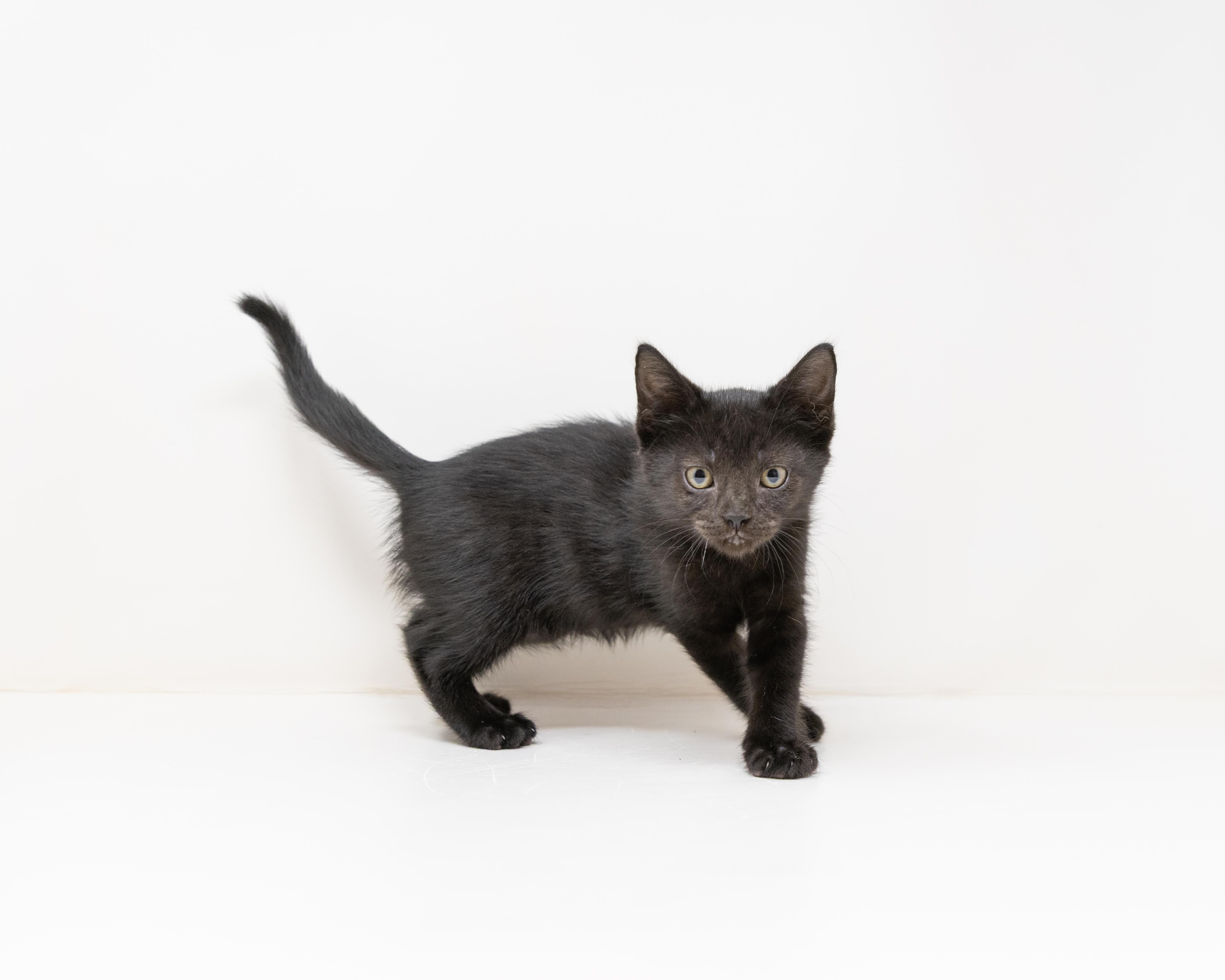 Enlarge Jupiter, a ADOPTABLE Domestic Short Hair in Dallas, TX image 5/5