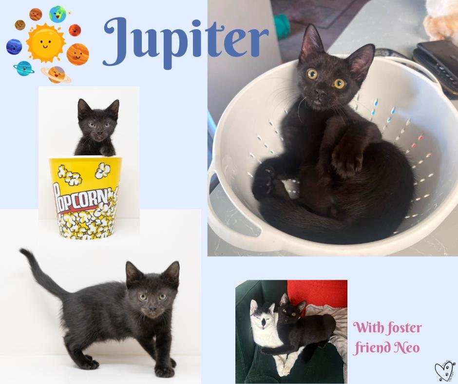 Enlarge Jupiter, a ADOPTABLE Domestic Short Hair in Dallas, TX image 4/5